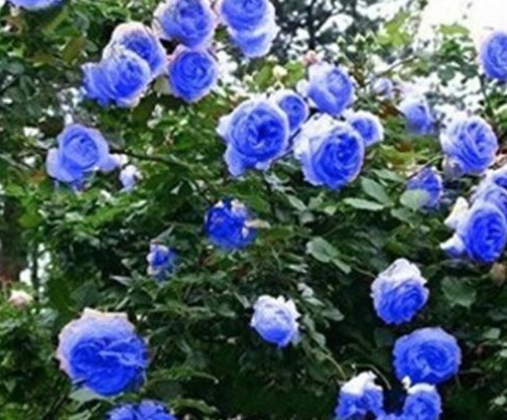 กุหลาบเลื้อย สีฟ้า / 100 เม็ด (PT8)