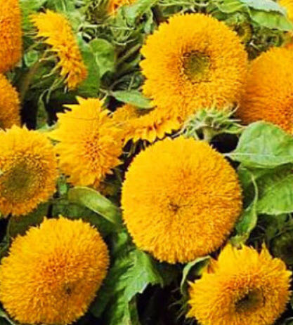 ทานตะวัน เท็ดดี้แบร์ (Sunflower - Teddy Bear) / 150 เม็ด (UK)