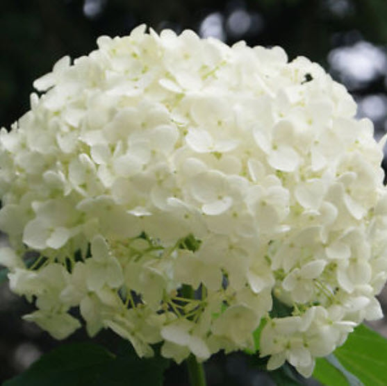 ไฮเดรนเยีย (Hydrangea) คละ 20 สี / 50 เม็ด