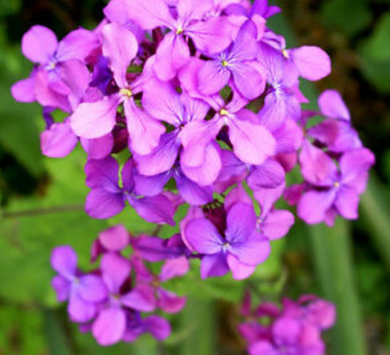 ซิลเวอร์ ดอลล่าร์ หรือลูนาเรีย (Silver Dollar plant / Lunaria) / 50 เม็ด (UK)