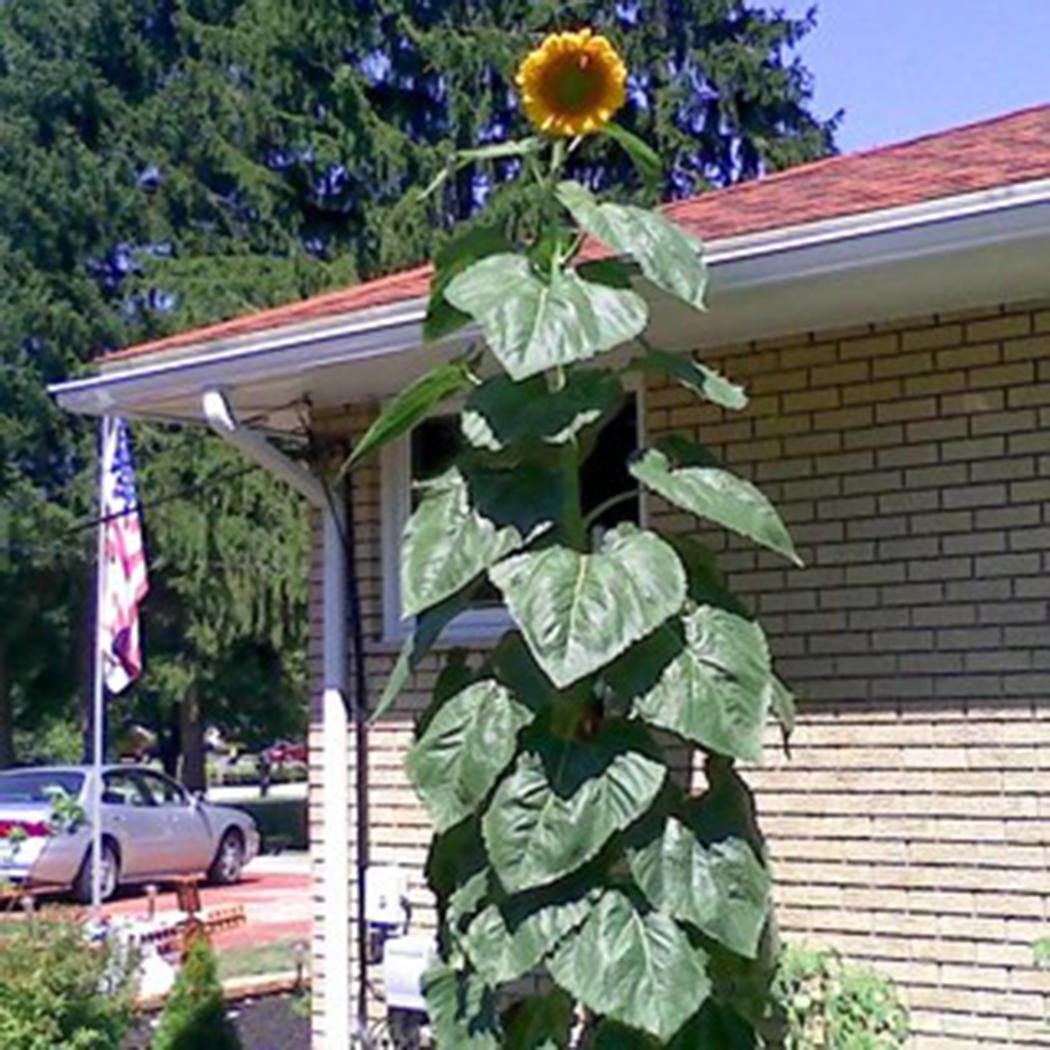 ทานตะวันยักษ์ แมมมอธ (Mammoth) ต้นสูง / 20 เม็ด (นอก)