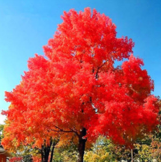 เมเปิ้ลอเมริกันบอนไซ (American Maple Bonsai) สีแดงเลือด / 10 เม็ด