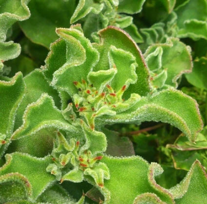 คอมม่อน ไอซ์แพลนท์ (Common Iceplant) / 100 เม็ด (France)