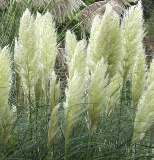 หญ้าภูเขา (Pampas grass) สีขาว (แบบใหม่) / 200 เม็ด (UK)*