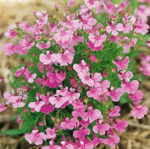 โลบีเลีย (Lobelia - Fountain Rose) สีชมพู / 5,000 เม็ด (UK)