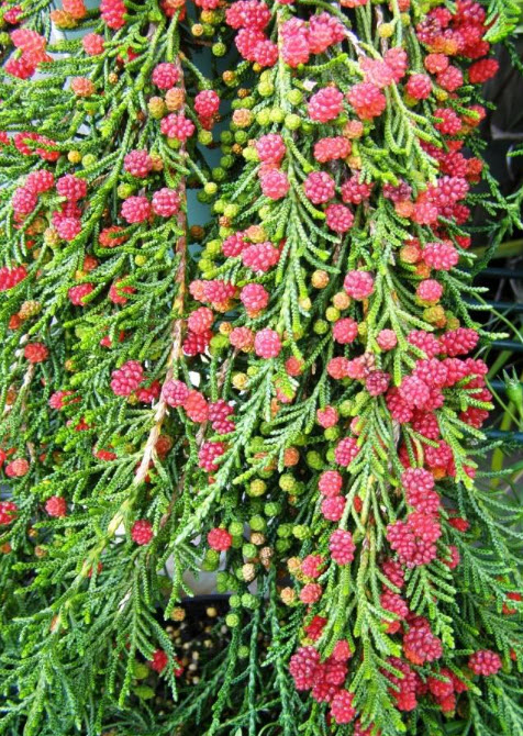 สนสตรอเบอรี่ (Strawberry pine) / 5 เม็ด (Australia)