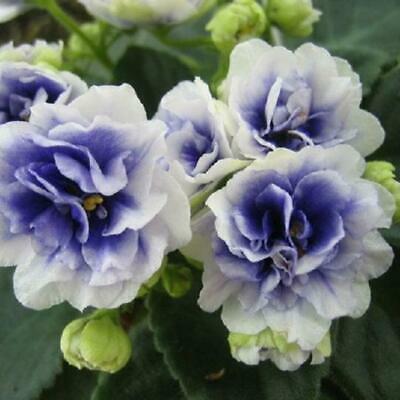 แอฟริกันไวโอเล็ต (African Violet) คละ / 100 เม็ด