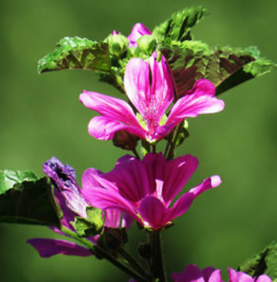 มาโลปชมพู (Pink Malope) / ซอง 30 เม็ด (A133)