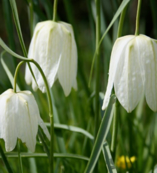 มงกุฏจักรพรรดิ์ (Crown Imperial) สีขาว / 50 เม็ด