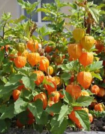 เคป กู๊สเบอรี่ (Cape Gooseberry) / 10 เม็ด (UK)
