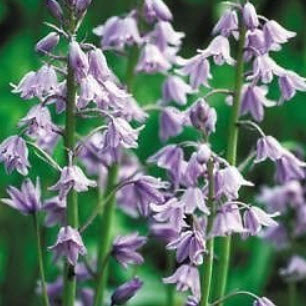 บลูเบลล์ (Bluebell) สีน้ำเงิน / 200 เม็ด (UK)