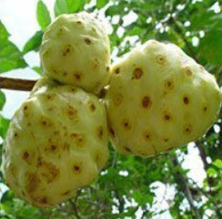 ยอบ้าน (Great Morinda) / 20 เม็ด (ไทย)