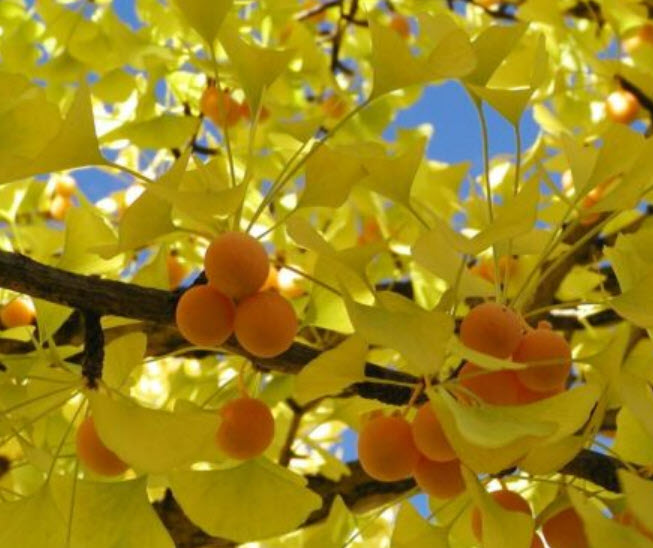 ต้นกล้า แปะก๊วย Ginkgo เพาะเมล็ดจากจีน กระถางสีอิฐ 4 นิ้ว