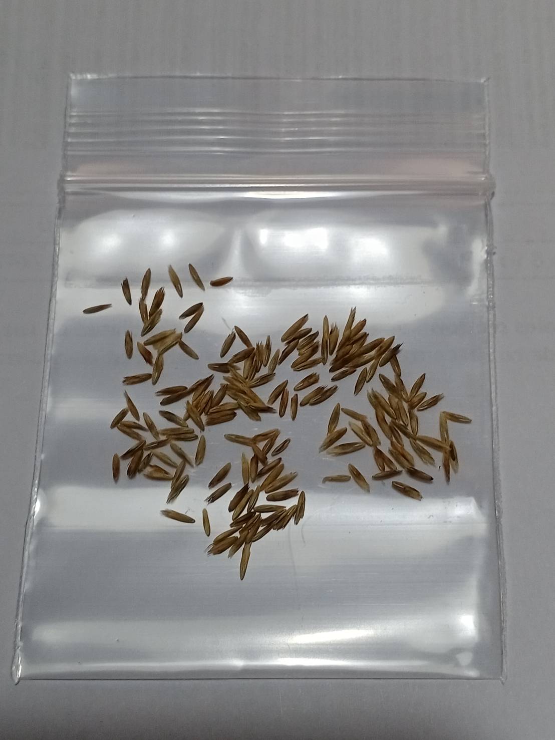 หญ้า บลูเลิฟ (Blue Love Grass) / 100 เม็ด (USA)