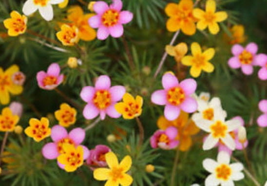 เลปโตไซฟอน (Leptosiphon / French Hybrids) คละ / 300 เม็ด (Hungary)