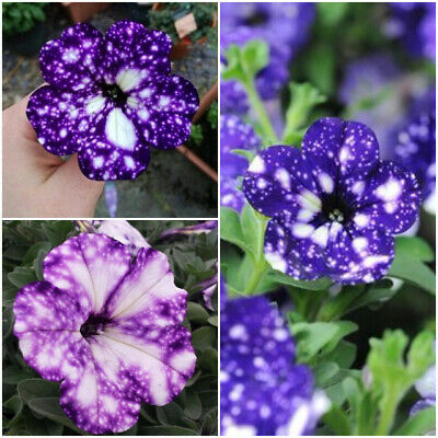 พิทูเนีย บลูสกาย (Blue Sky Petunia) / 100 เม็ด