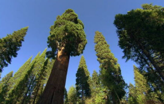 สนยักษ์ซีคัวญ่า (Sequoiadendron Giganteum) / 10 เม็ด (USA)