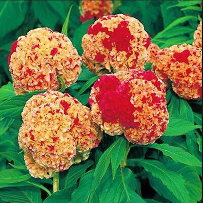 หงอนไก่ (Cockscomb) ดอกใหญ่ คละ / 100 เม็ด (China)