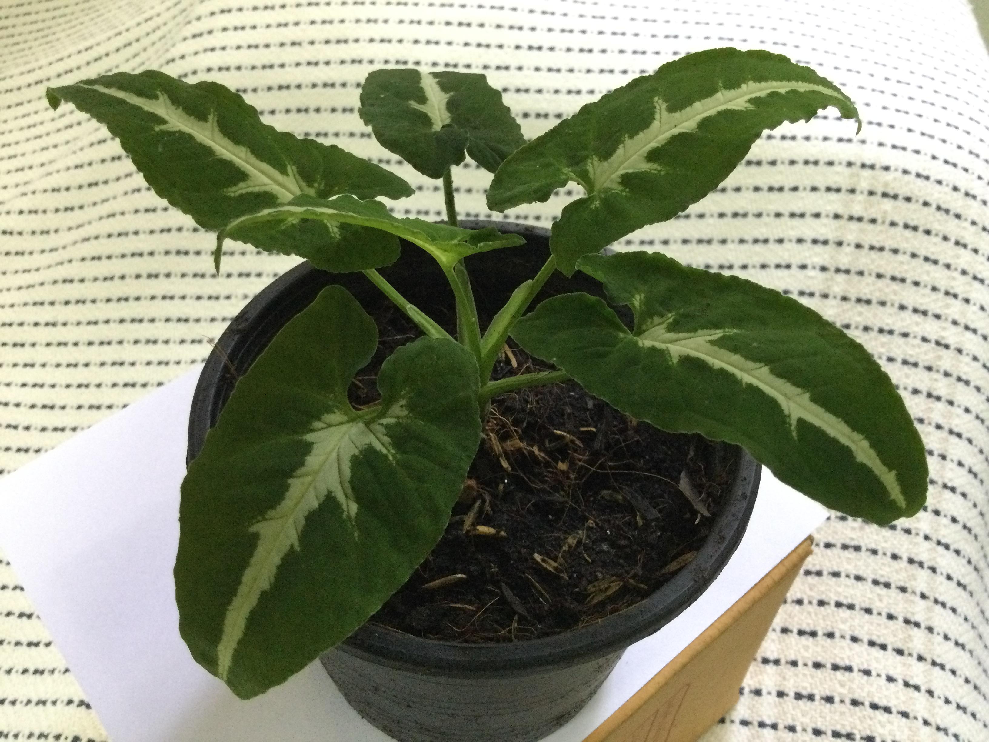 ต้นออมเพชร กระถาง 4 นิ้ว / ต้น