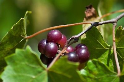 องุ่นมัสคาดีนดำ (Black Mascadine Grape) / 5 เม็ด (USA)