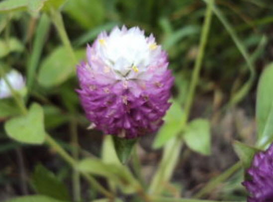 บานไม่รู้โรย (Globe Amaranth) คละสี / 80 เม็ด (Lithuania)