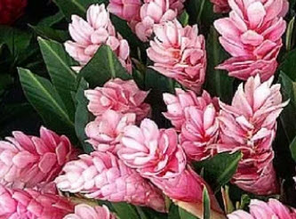 ต้นขิงชมพู (Pink Ginger) กระถาง สูง 20-30 ซ.ม. / ต้น