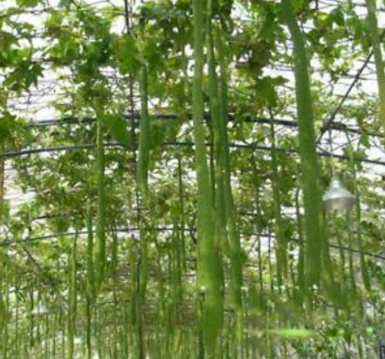 บวบยักษ์ (Giant Loofah) / 5 เม็ด (นอก)