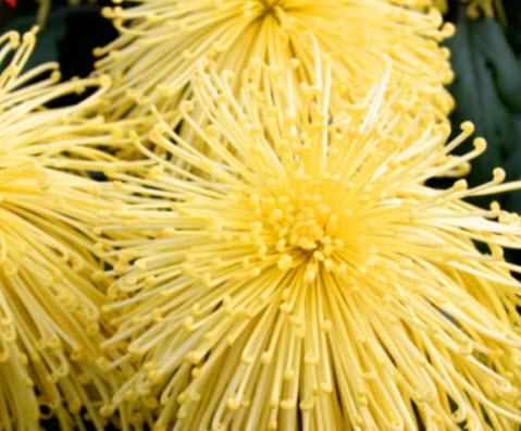 เบญจมาศ ไฟร์เวอร์ค (Chrysanthemum Fireworks) สีเหลือง / 50 เม็ด
