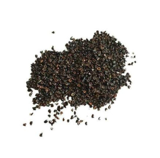 แคคตัส (Cactus) คละ / 100 เม็ด