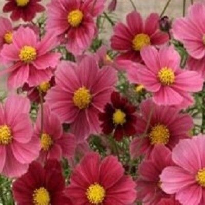 ดาวกระจาย แอนติควิตี้ (Cosmos - Antiquity) / 25 เม็ด (UK)