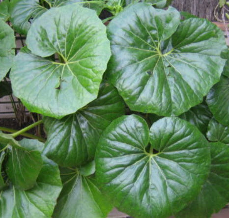 เสือดาว ใบใหญ่พิเศษ (Leopard plant) / 5 เม็ด (Malta)