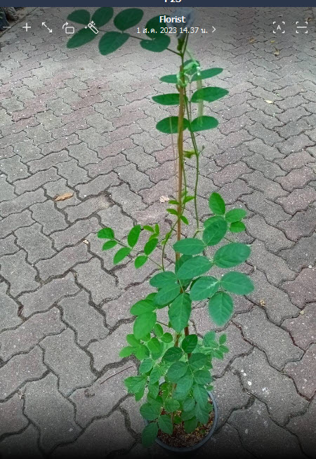 ต้นอัญชัน ดอกด่าง กระถาง 6 นิ้ว สวยมาก มีต้นพร้อมส่ง