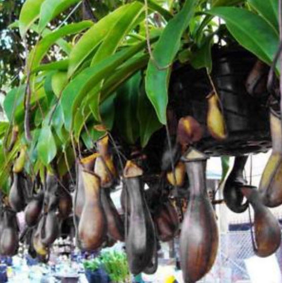 หม้อข้าวฯ อัศวินดำ (Nepenthes - Black Knight) / 50 เม็ด