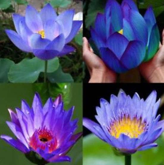 บัวอ่าง (bowl lotus) คละสี / 20 เม็ด (นอก)