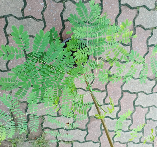 ต้นหางนกยูงไทย สีชมพู สูง 65-80 ซ.ม. กระถาง 8 นิ้ว / ต้น