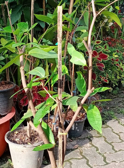 ต้นชมพู่หวานอินโด กิ่งตอน กระถาง 10 นิ้ว สูง 75-100 ซ.ม.