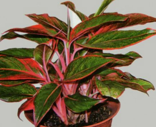 อโกลนีมา (Aglaonema) หรือเขียวหมื่นปี คละ / 50 เม็ด