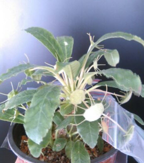 มะพร้าวทะเลทราย (Dorstenia Foetida) คละ / 10 เม็ด (P2S)