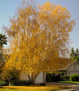 ไวท์เบิร์ช หรือซิลเวอร์ เบิร์ช (White Birch) / 150 เม็ด (USA)