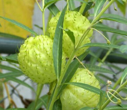 สวอนแพลนท์ / หงส์เหิร / บอลลูน ฟรุต / 10 เม็ด (Portugal)