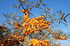 ซีบัคธอร์น (Sea Buckthorn) / 100 เม็ด (Portugal)