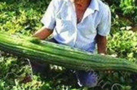 แตงกวาญี่ปุ่นลูกใหญ่-ยาว / 50 เม็ด