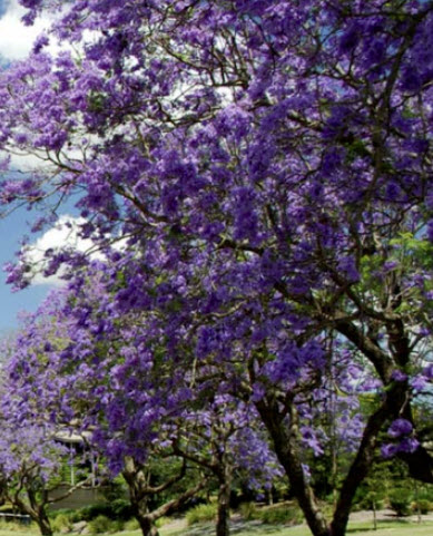 เพาโลเนีย (Paulownia tomentosa) / 250 เม็ด (Spain)