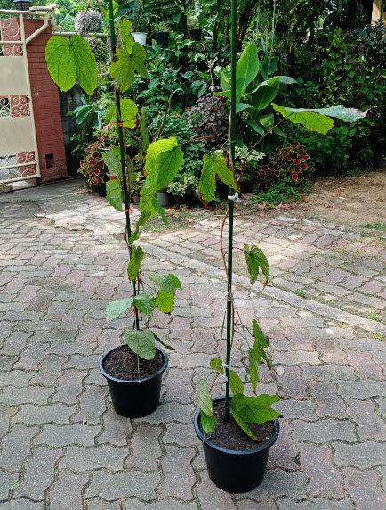 ต้นใบไม้สีทอง หรือย่านดาโอ๊ะ ไม้หายาก กระถาง 8 นิ้ว สูง 60-80 ซ.ม.