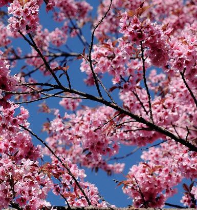 นางพญาเสือโคร่ง/ซากูระไทย (Wild Himalayan Cherry) / 10 เม็ด
