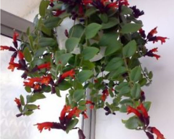 ปลาทอง (Goldfish plant) / 25 เม็ด (นอก)