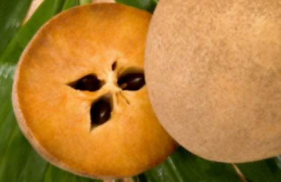 ต้นละมุดยักษ์สาลี่เวียดนาม กระถาง 12 นิ้ว / ต้น