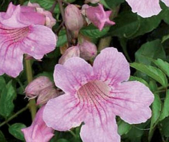 พราวชมพู หรือชมพูฮาวาย (Queen of Sheba) / 10 เม็ด (Greece)