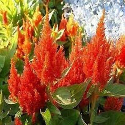 สร้อยไก่ (Celosia Plumosa) สีส้ม / 25 เม็ด (USA)