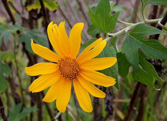 บัวตอง (Mexican Sunflower) / 50 เม็ด